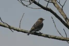 Young Eastern Bluebird