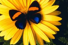 borboleta no girasol