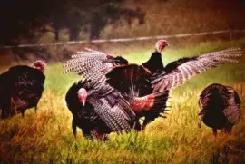 Turkeys