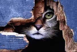 hole in the wall gang