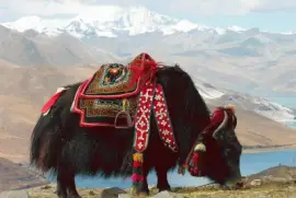Tibet yak