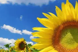 Girasoles