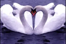 Cisnes enamorados
