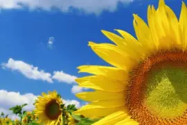 Girasoles.jpg