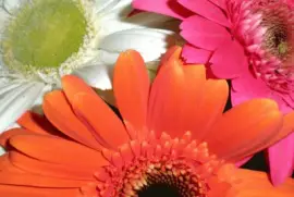 flores_coloridas_bonitas_225827f5e8a71a230fa431804