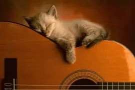 Cute_Kitty_Acoustic_Guitar_Wallpaper