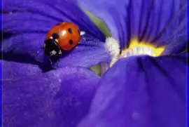 238401_Papel-de-Parede-Joaninha 238401_1280x960