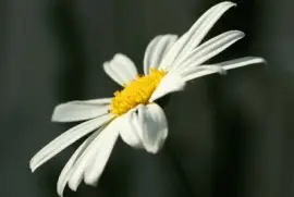 Glowing Through The Darkness