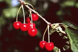 Cherries