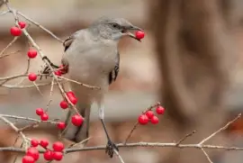 city mockingbird