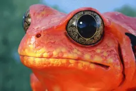 Frog orange