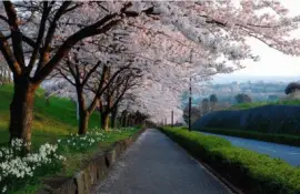 CAMINO ARBOLADO (61)