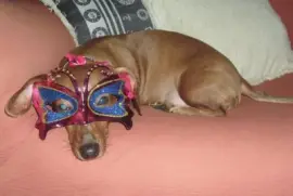 Animal de estimaÃ§Ã£o