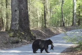 Smoky Mountains, Tennessee