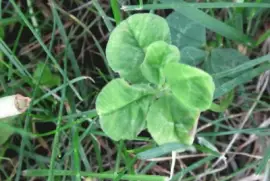 Ever see a 5 leaf clover?