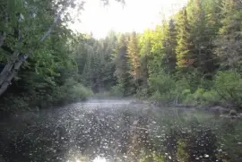 Raindrops at Black River NB