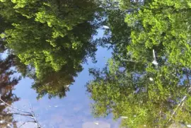 Reflections in Black River