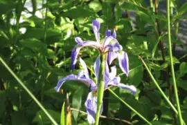 Swamp Iris