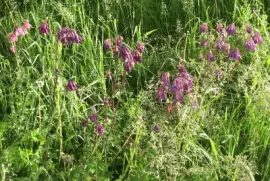 Wild flowers in the field