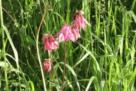 Same flower..different colour