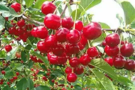 פאזל של ImÃ genes