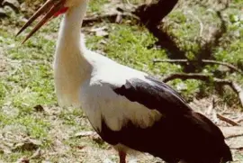 CigÃ¼eÃ±a americana