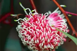 Hakea - Australia