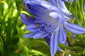 Agapanto azul - SudÃ¡frica