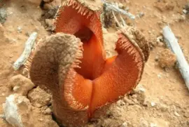 Hydnora - Africa