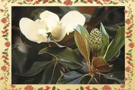 Magnolia - AmÃ©rica