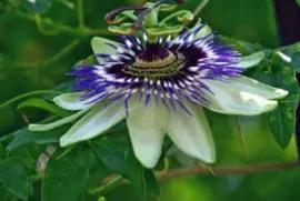 Pasionaria - AmÃ©rica