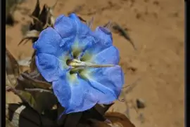 Rough Bluebell - Australia