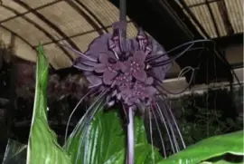 Tacca chantrieri - China
