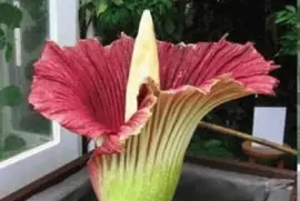 Titan Arum - Indonesia