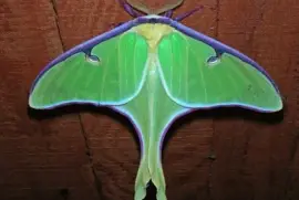 Actis Luna - AmÃ©rica del Norte