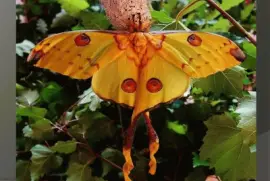 Argema mittrei - Africa