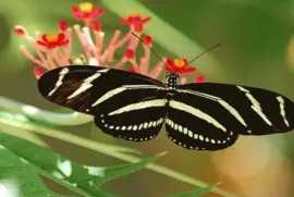 CebraÂ Longwing - Florida