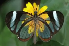 Glasswing  - AmÃ©rica Central