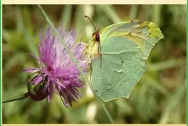 Gonepteryx cleopatraÂ - P. IbÃ©ricaÂ 