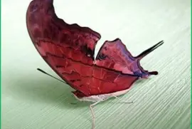 Mariposa - Brasil