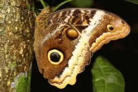 Mariposa bÃºho- AmÃ©rica Central y Sur