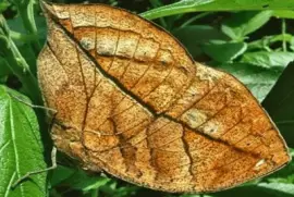 MariposaÂ Hoja - Asia y Madagascar