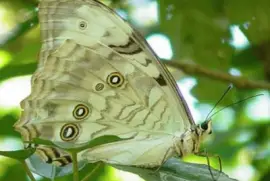 Morpho BlancoÂ - AmÃ©rica Central,  Antillas