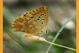 NiÃ±a andaluza - EspaÃ±a