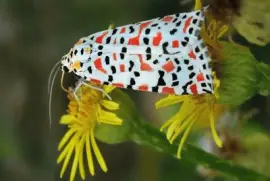 Nomeolvides - Africa,Â EuropaÂ ,Â AsiaÂ  yÂ Australia