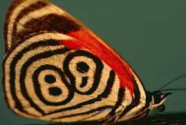 Ochenta y ocho - Brasil