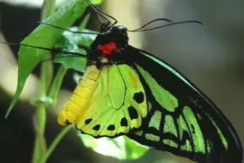 Reina Alexandra - PapÃºa Nueva Guinea