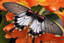 The Great MormÃ³n - Asia