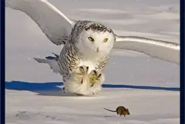 BÃºho Nival cazando