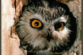 BÃºho Pennsylvania